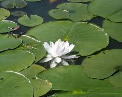 A photo of a lily growing on a lilypad
